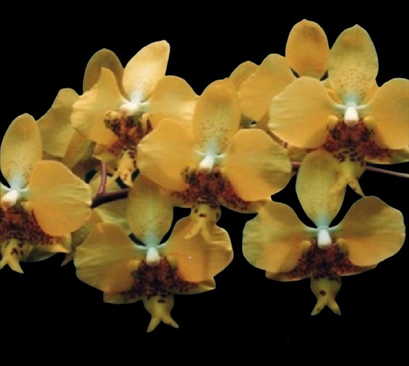 Phalaenopsis stuartiana var. nobilis ‘Xiuya’ x sib.