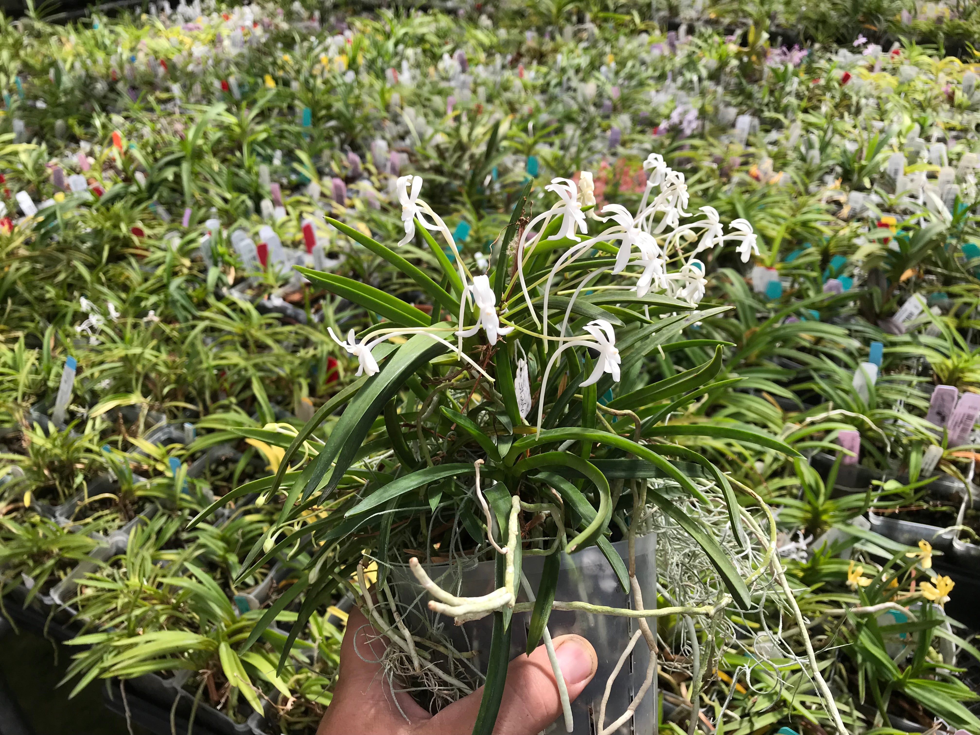 Vanda (Neofinetia ) falcata ‘Orchid Classics ‘