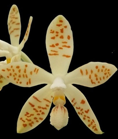 Phalaenopsis zebrina’Flava’ x sib.