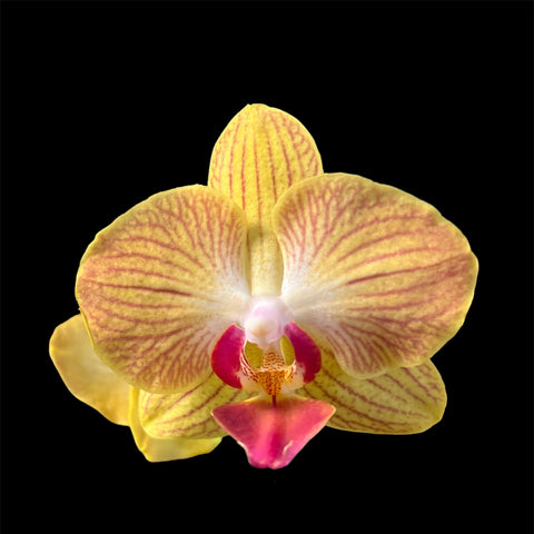 Phalaenopsis Fullers Gold Stripe