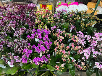 Miniature Phalaenopsis special! (4 for $100) FREE SHIPPING