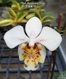 Phalaenopsis stuartiana’Sogo’