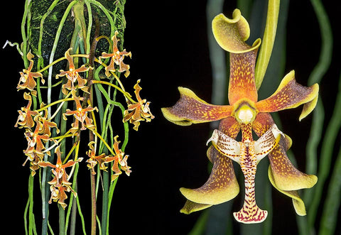 Paraphalaenopsis labukensis sp.  (XXL)