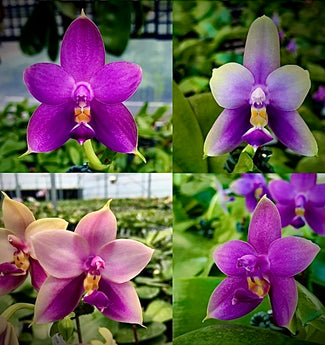 Phalaenopsis (Samera var. Blue x Sib)