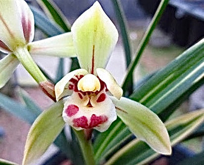 Chinese Cymbidium collection of our 4 listed varieties.