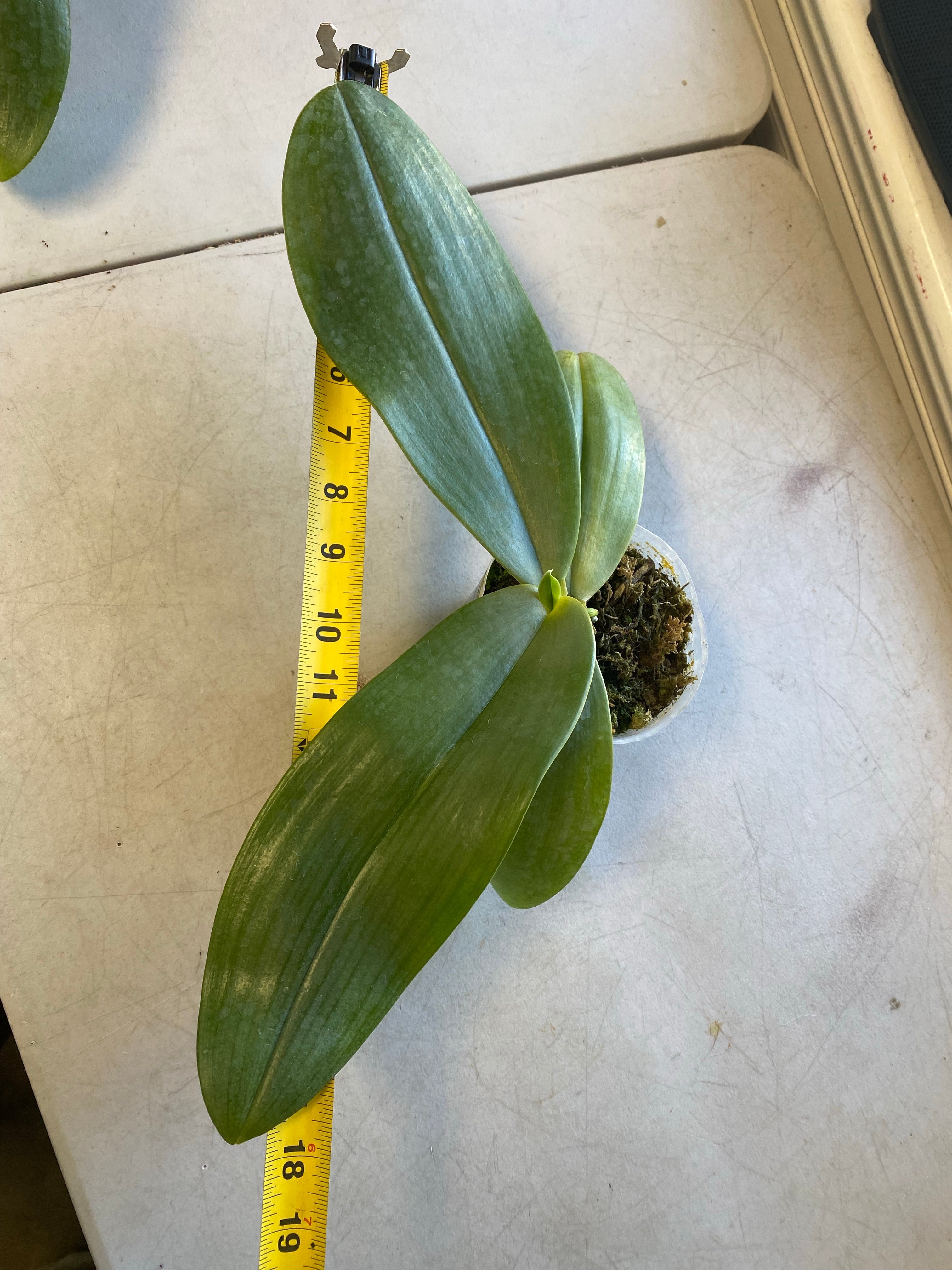 Phalaenopsis gigantea Alba x sib (species ) (RARE!!!!)