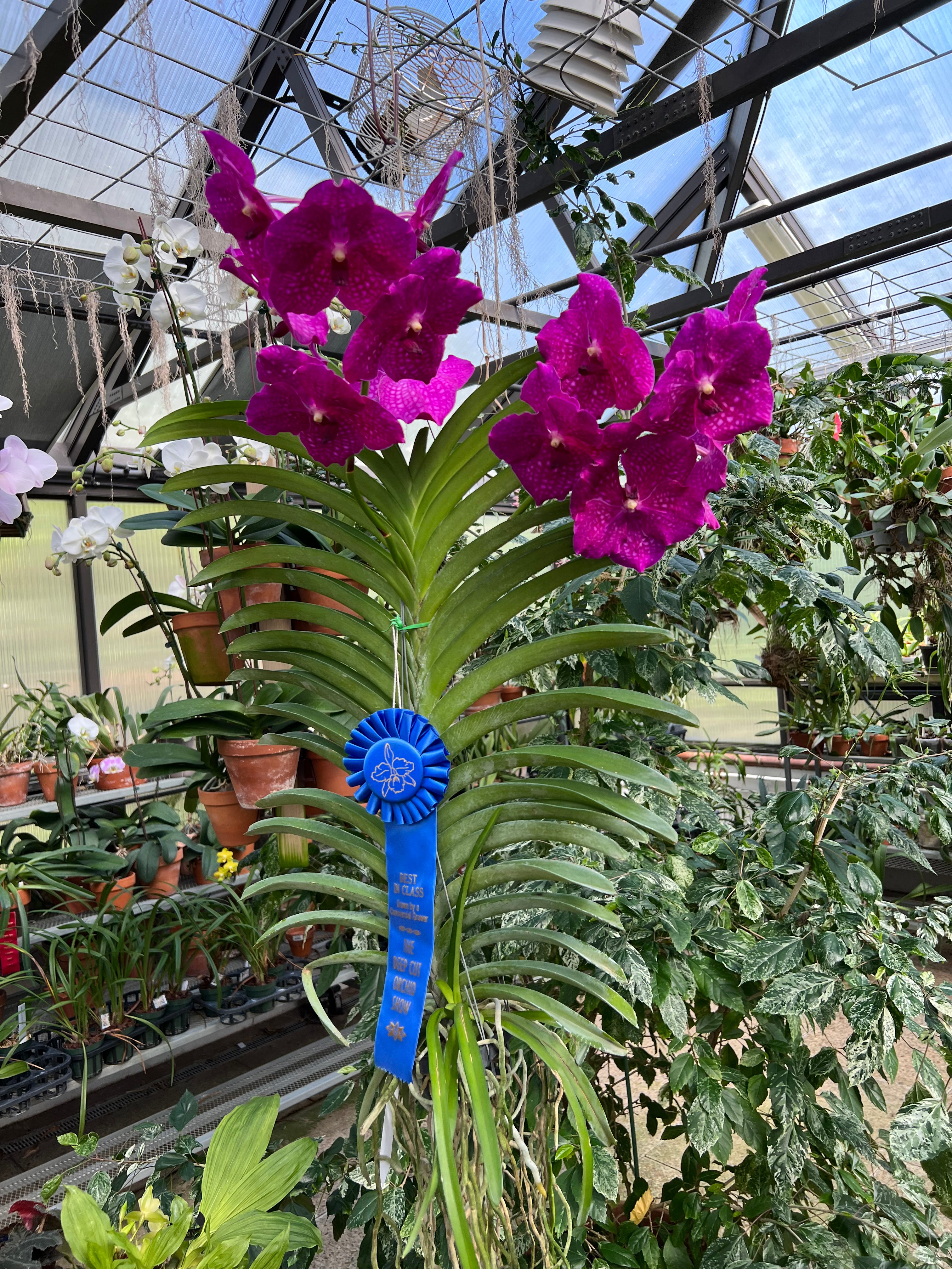 Vanda Junior Scott