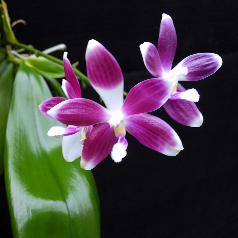 Phalaenopsis speciosa special! 3 different speciosa for $90