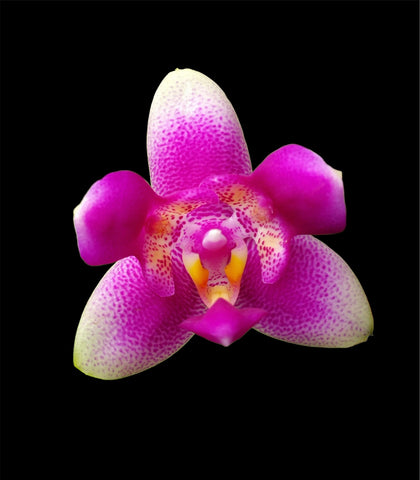 Phalaenopsis Vio Vio ‘Cat Face’