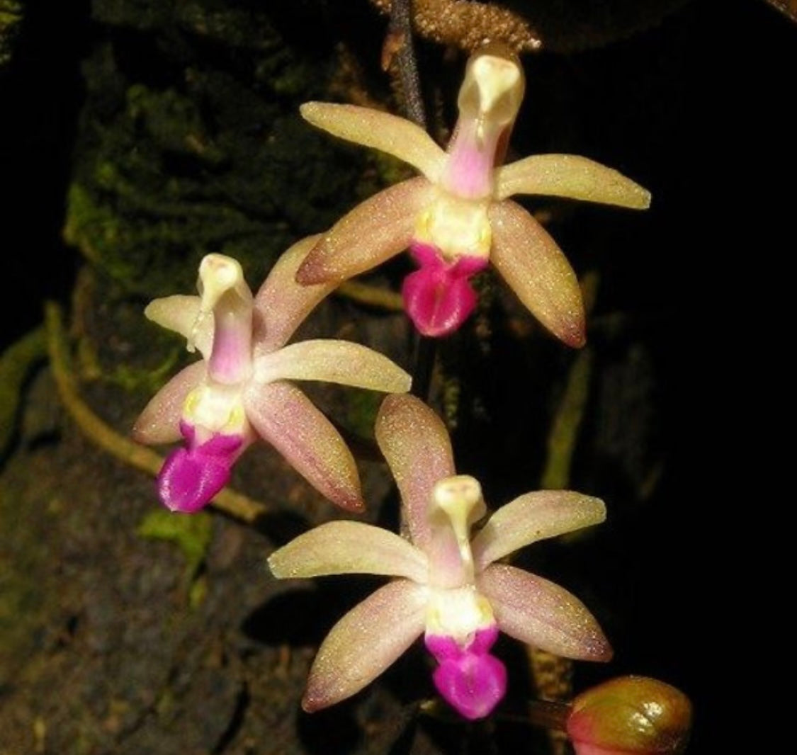 Stereochilus pachyphyllus