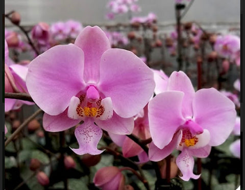 Phalaenopsis schilleriana‘ Pink Butterfly’ AM/AOS