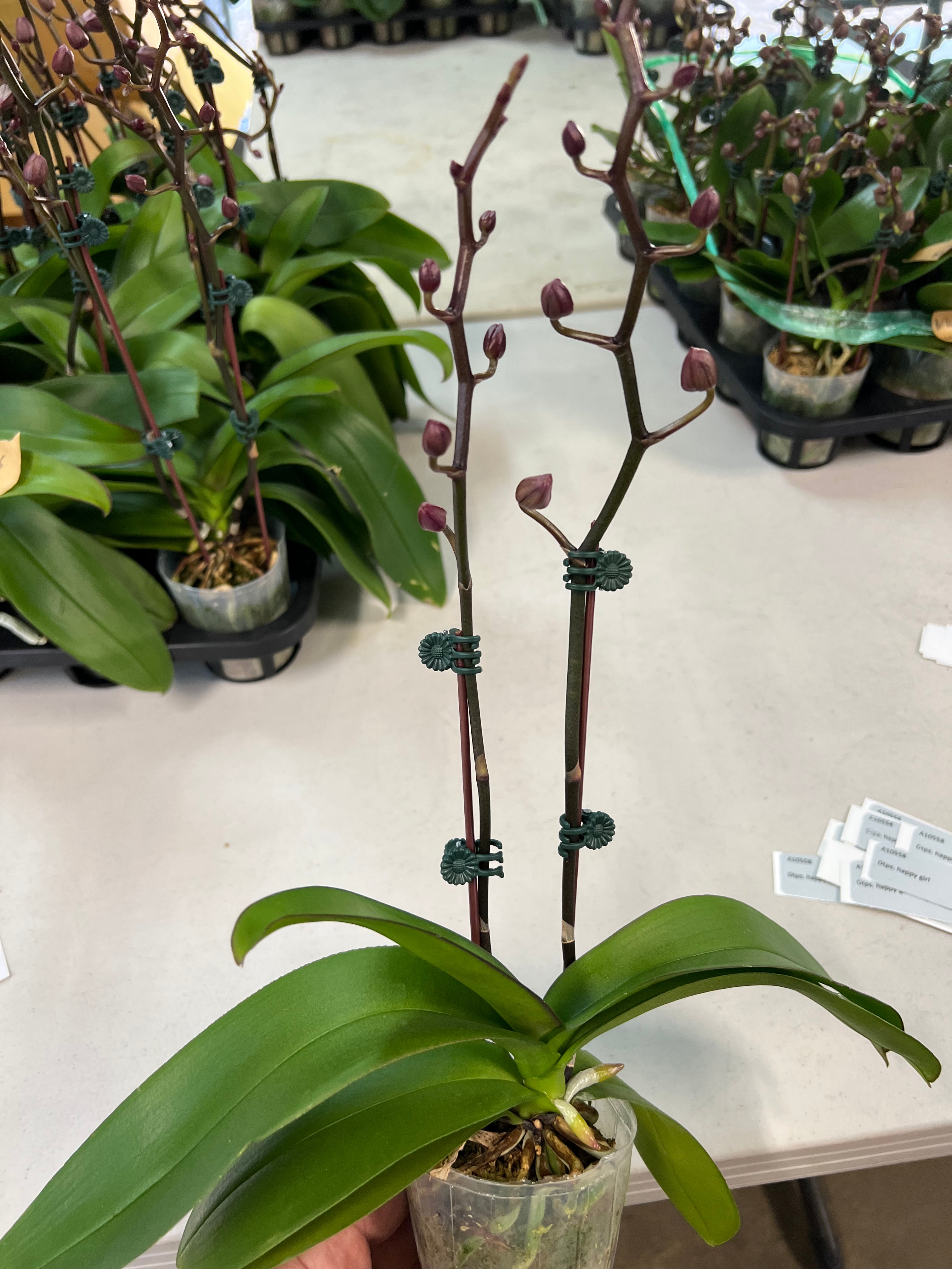 Phalaenopsis (Kaoda Twinkle x pulcherrima) plant only