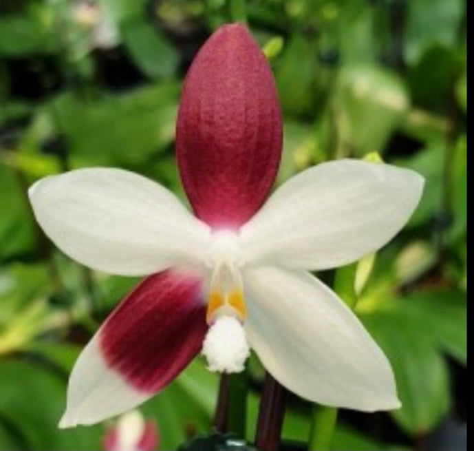Phalaenopsis tetraspis “C1”