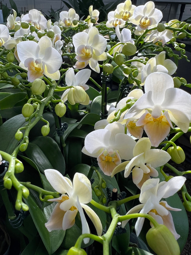 Phalaenopsis Younghome’Little Snow’ – Orchid Classics