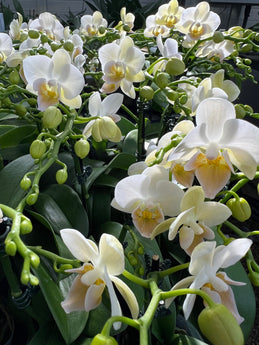 Phalaenopsis Younghome’Little Snow’