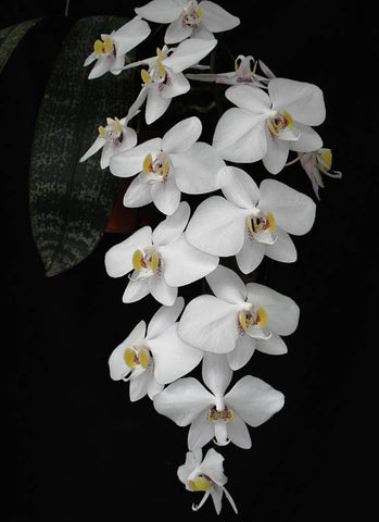 Phalaenopsis phillippinensis sp.