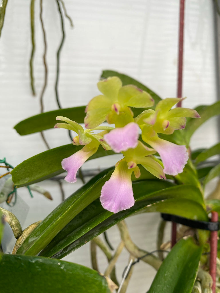 Vanda vietnamica x Rhynchostylis coelestis – Orchid Classics