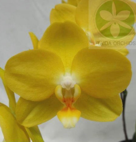 Phalaenopsis Hwu-Ann Golden 'Taida Honey'