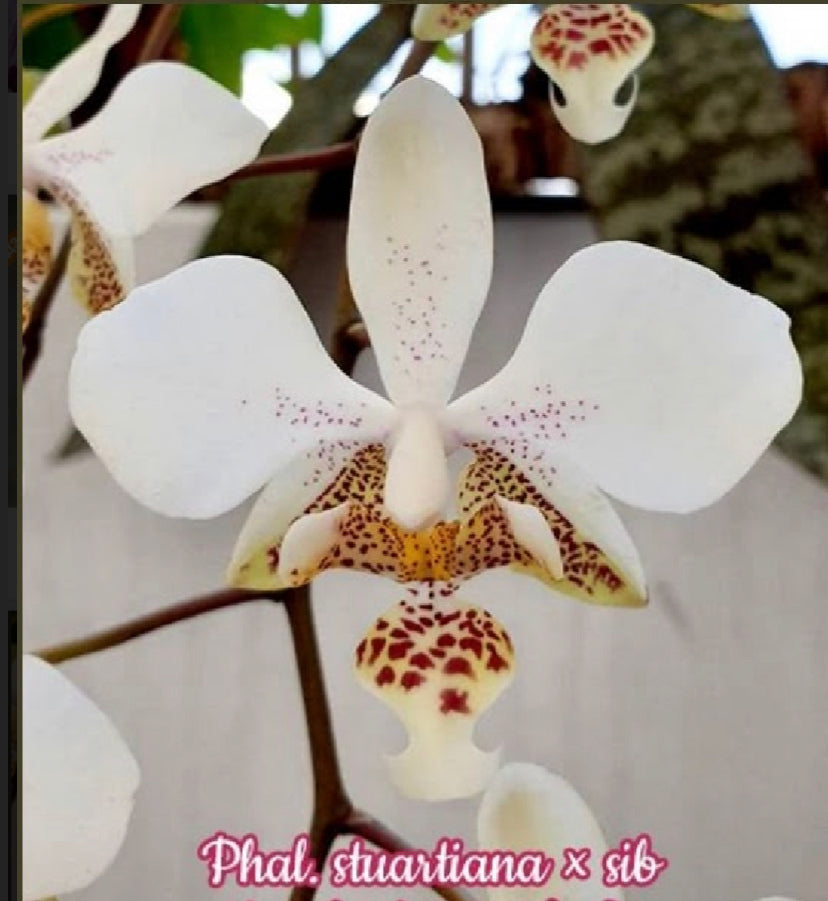 Phalaenopsis stuartiana x sib.