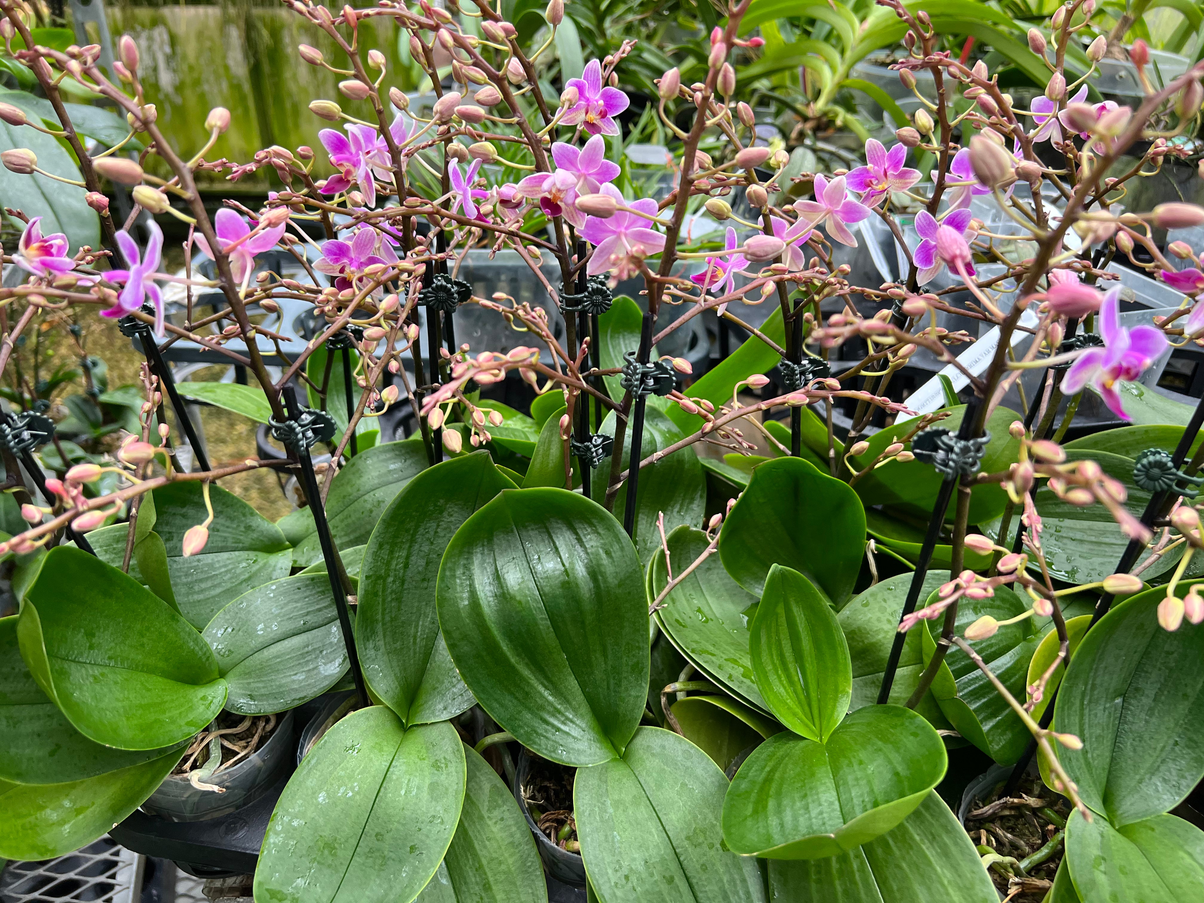 Phalaenopsis   Chi Yueh Flora Fairy