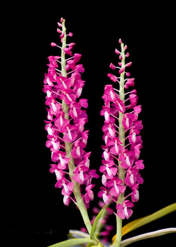 Dyakia hendersonianum (species)