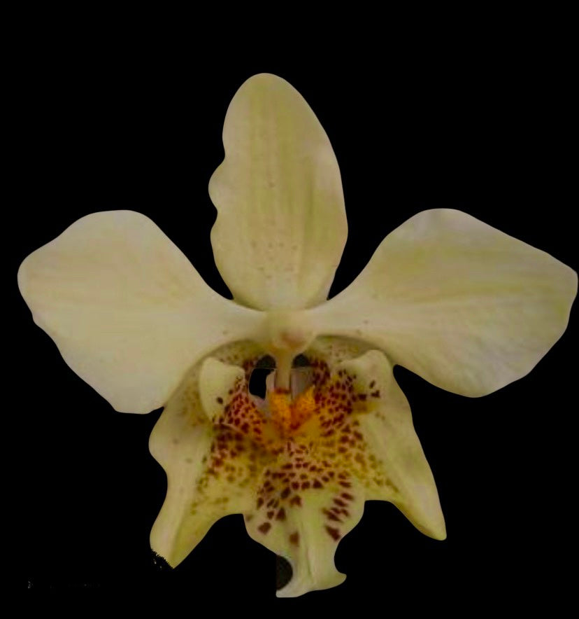 Phalaenopsis stuartiana var. Yellow (in spike)