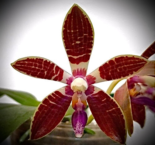 Phalaenopsis corningiana x sib.