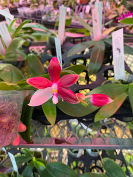 Phalaenopsis speciosa X sib  (IN SPIKE)
