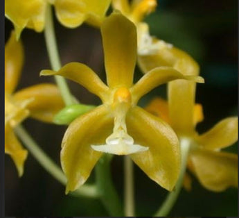 Phalaenopsis manii ‘Flava’