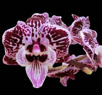 Phalaenopsis Liam  Her Coral ‘1061-5’