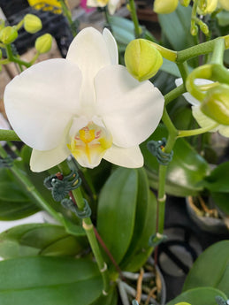 Phalaenopsis amabilis (species)  in Flower