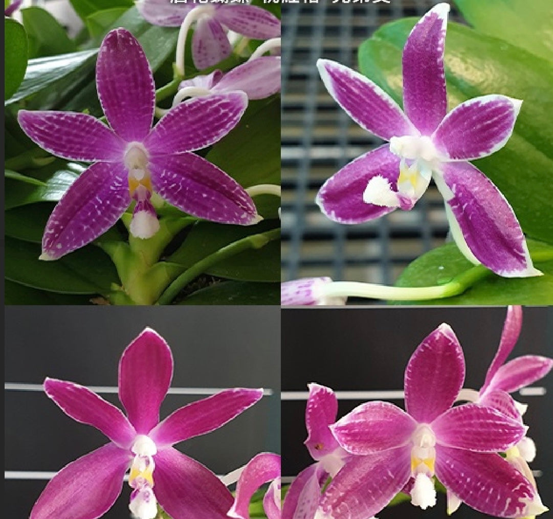Phalaenopsis speciosa ‘Plaid ‘ x sib.  IN SPIKE