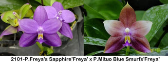 Phalaenopsis Freya's Sapphire'Freya' × P.Mituo Blue Smurfs'Freya' (exclusive)