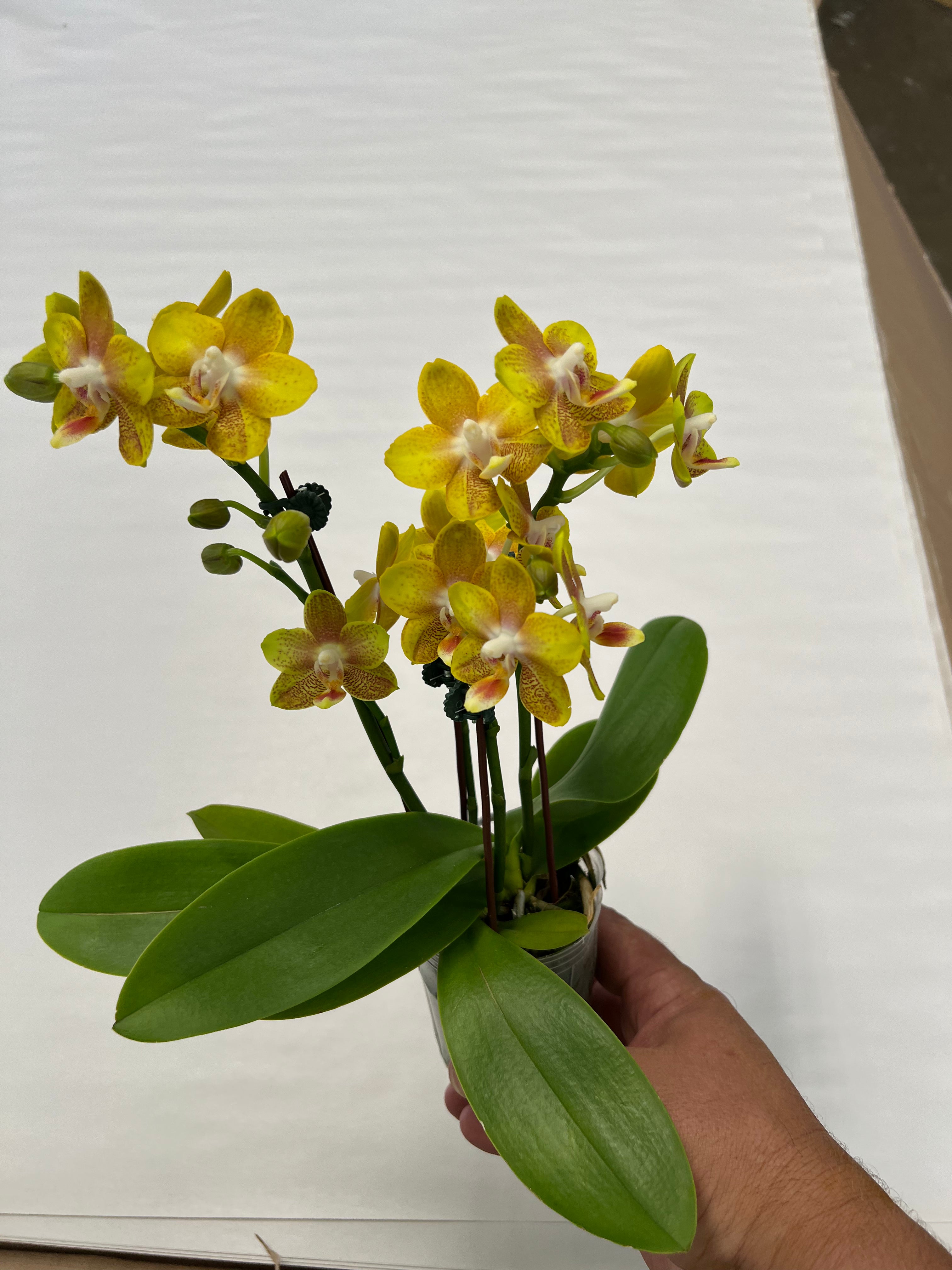 Phalaenopsis Haruteru ‘ CJH3301’ (VERY FRAGRANT)