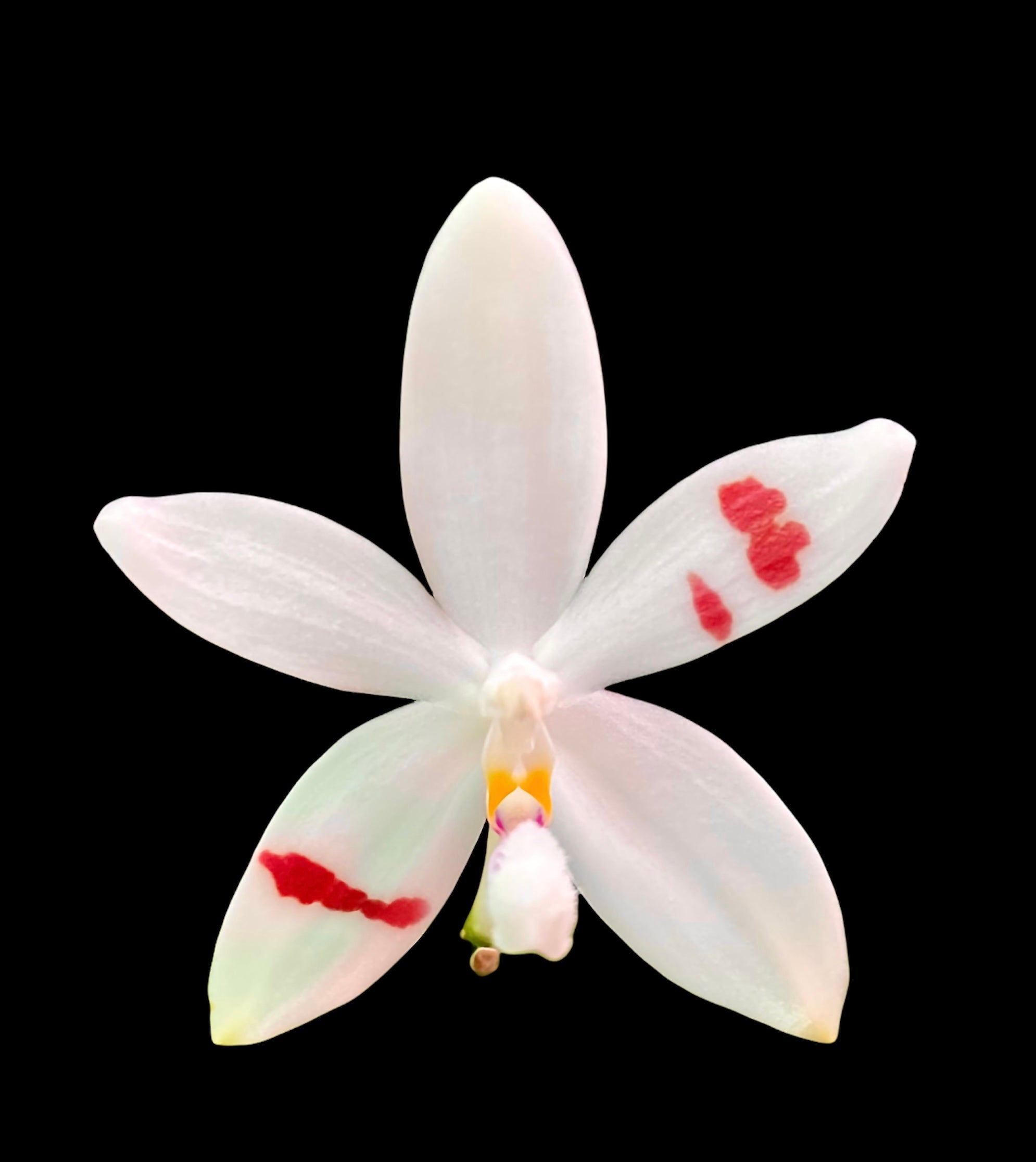 Phalaenopsis testraspis ‘C1’ x ‘Mr. Huang’