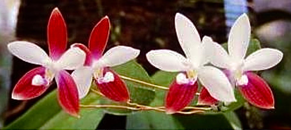 Phalaenopsis tetraspis “C1”