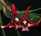 Maxillaria tenuifolia  (very fragrant)