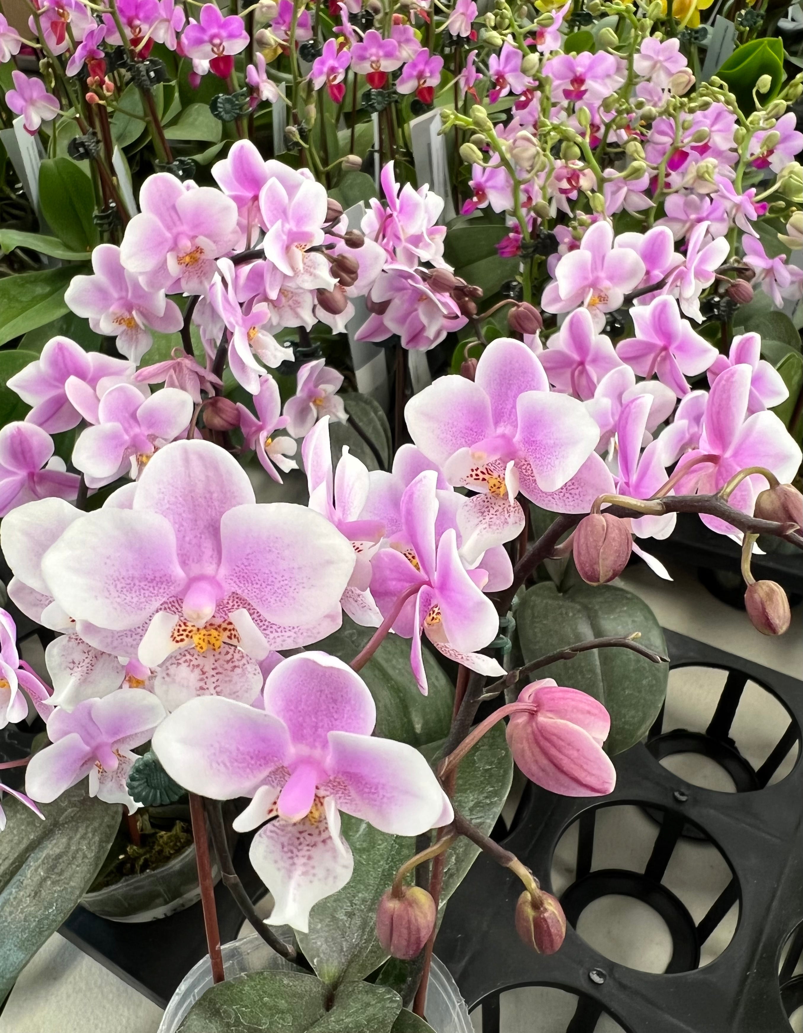 Phalaenopsis Jiaho’s Pink Girl ‘V12’ (FRAGRANT)