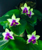 Phalaenopsis bellina x sib