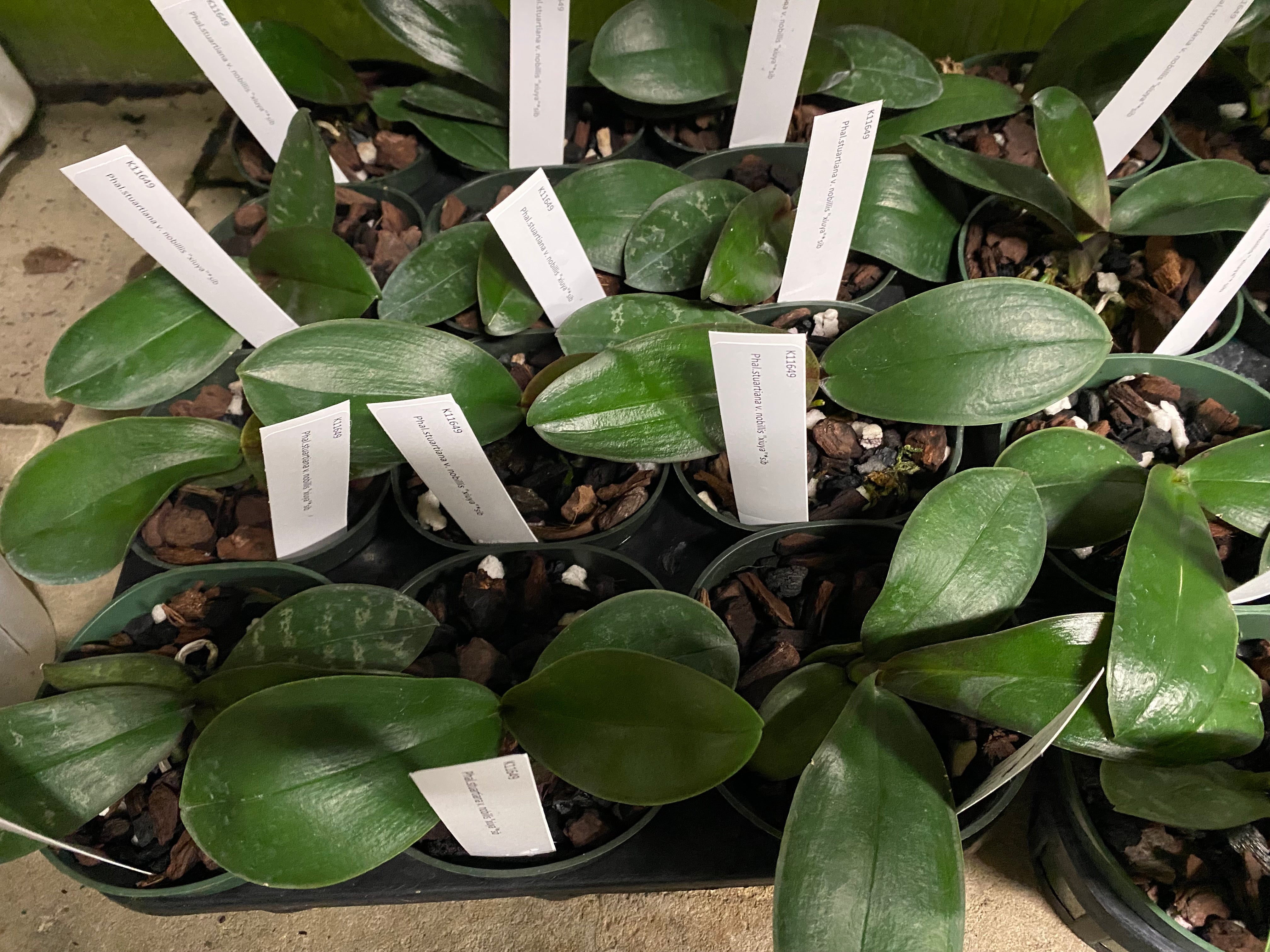 Phalaenopsis stuartiana var. nobilis ‘Xiuya’ x sib.