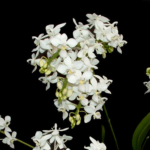 Phalaenopsis equestris Alba  species