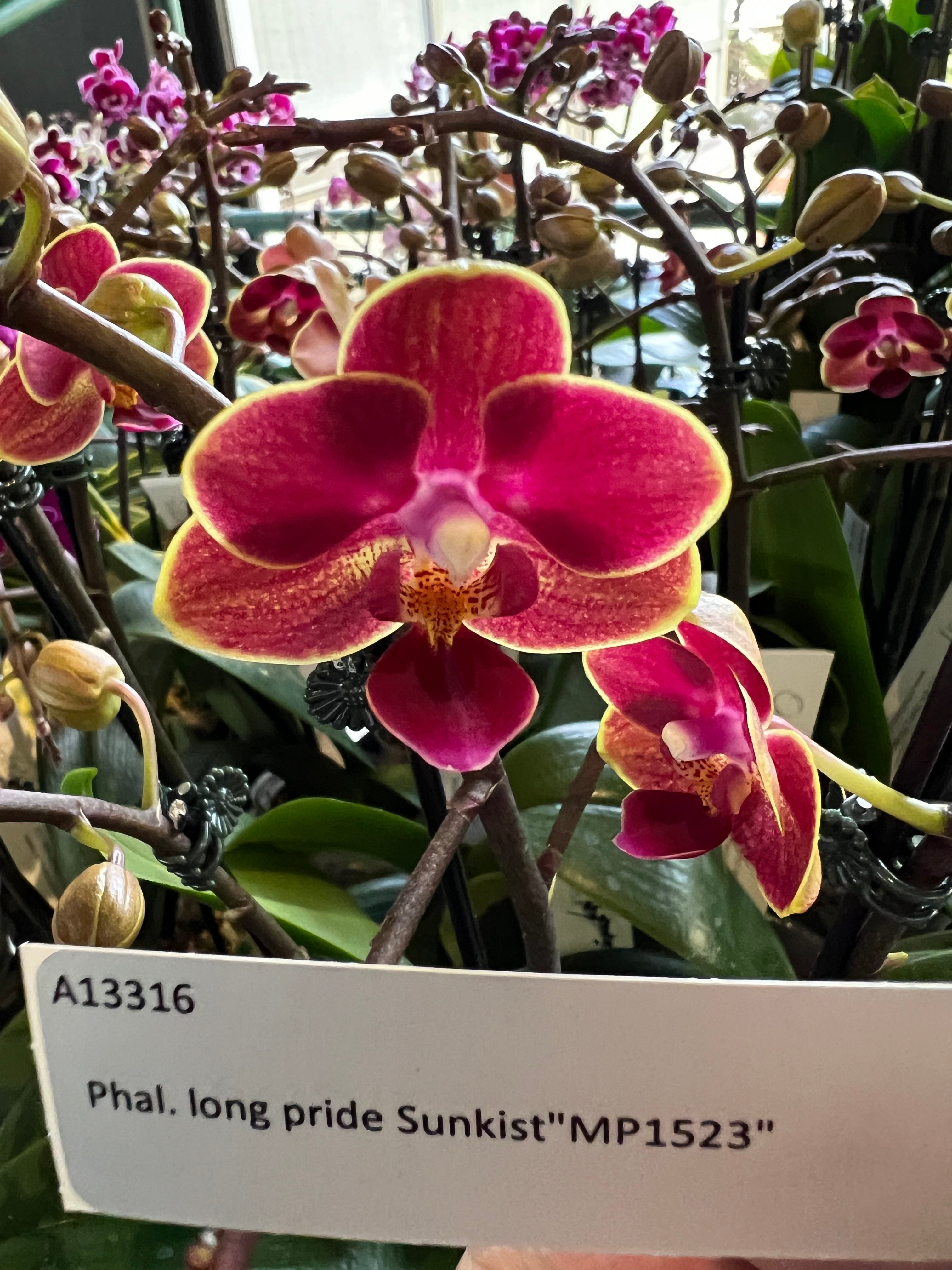Phalaenopsis Long Pride Sunkist ‘MP 1523’