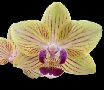 Phalaenopsis Sogo Allen ‘2095’
