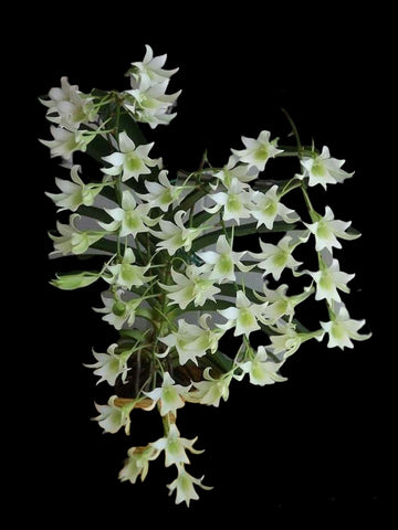 Sobennikoffia robusta