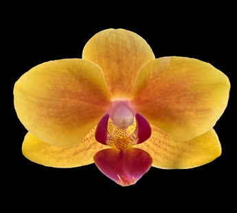 Phalaenopsis ‘K, 738’ SYR-P