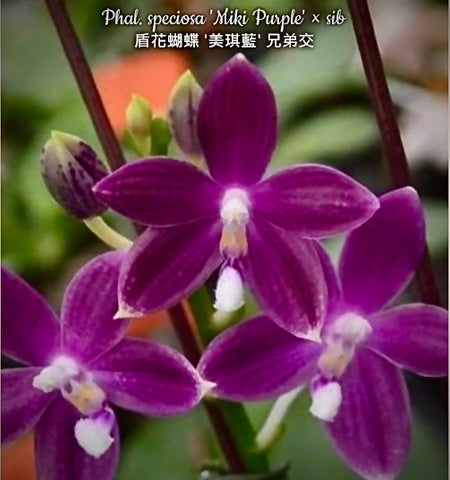 Phalaenopsis speciosa ‘Miki Purple’