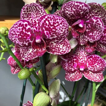 Phalaenopsis Lioulin Wild Cat