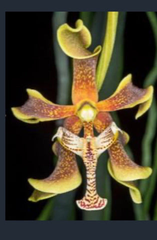 Paraphalaenopsis labukensis sp.  (XXL)