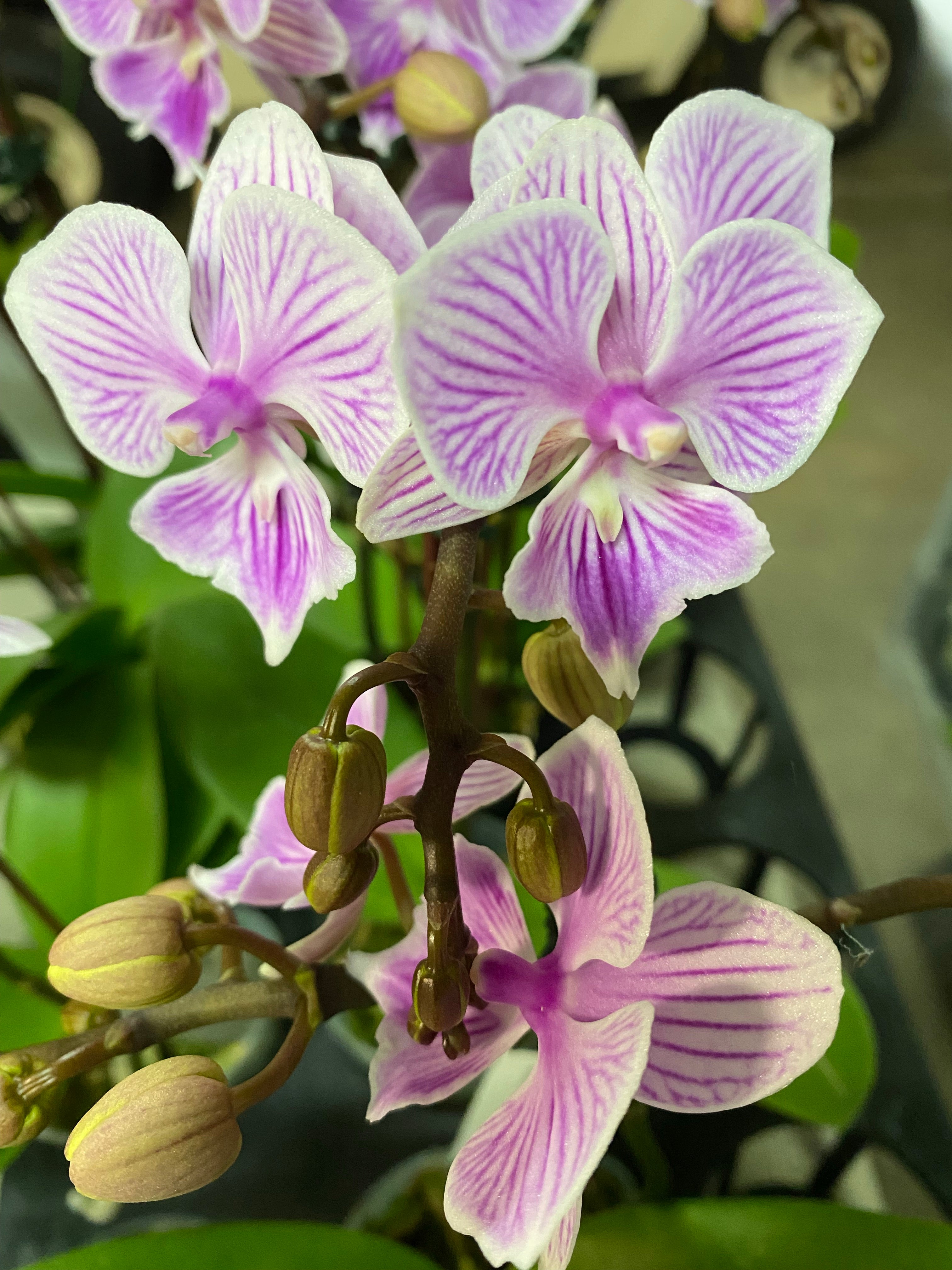 Phalaenopsis Tai Ling ‘Amethyst’