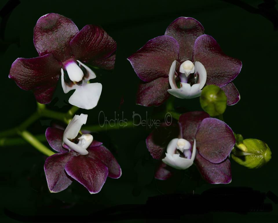 Phalaenopsis Kaoda Twinkle ‘KD506’